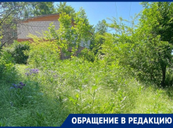 Бурьян выше человеческого роста активно растёт на ул. Московской в Таганроге 