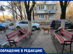 Агрессивные прикормленные собаки терроризируют таганрожцев по улице Менделеева