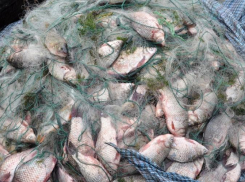 Около трех тысяч рыбин выловили браконьеры Таганрога