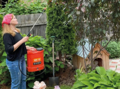 Сад отцвел: болезни и вредители точат зубы на будущий урожай