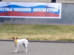 Жертвой антикоррупционного митинга в Таганроге стала резиновая утка
