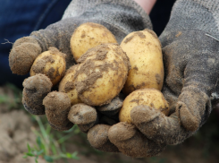 Ожидать ли большого повышения цен на картофель в Таганроге?