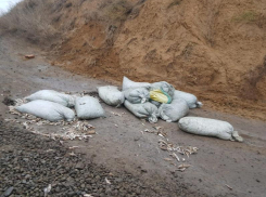 Улов на 3 миллиона: пограничники задержали браконьера на берегу Таганрогского залива