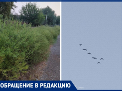 В Таганроге войны с амброзией не прекращаются 