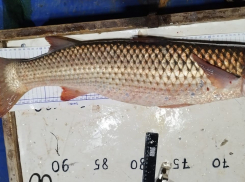 В Таганрогском заливе меняются лидеры в промысловой добыче