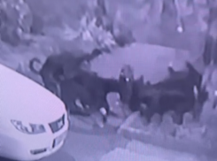 «Собаки порвали моего любимого кота!» - ролик взорвал таганрогские соцсети, а мы его разоблачаем