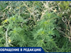 «В противогазе гулять»: Почтовый сквер в Таганроге тонет в зарослях амброзии