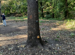 Эковолонтёры отбили дубы у варвара: аттракцион с гвоздями разобран, у его организатора новый план