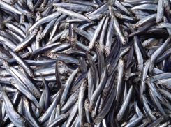 Рекордный улов хамсы и экологические вызовы — что стоит за успехом рыболовства в Азовском море и Таганрогском заливе