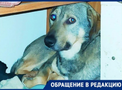 Пес Джек – таганрогский Хатико