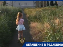 Амброзия выше головы в Северном микрорайоне Таганрога