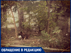 Заброшенный дом в Таганроге стал собачьим приютом 