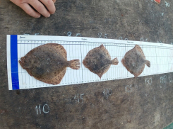 Скоро столы таганрожцев будут ломиться от камбалы: в Азовском море рекордные уловы