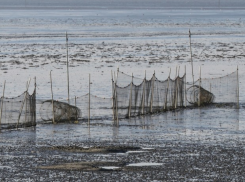 Километры сетей, тонны рыбы и миллионы рублей - браконьеры нагло распоясались в Азовском море и реках региона