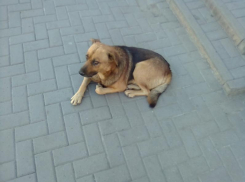 В Таганроге заключили контракт на отлов безнадзорных собак 