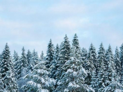 Таганрожцы, не рубите елки! В области усилили контроль за сохранностью хвойных пород деревьев