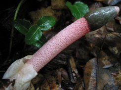 А вы знали о пользе Мутинуса собачьего?