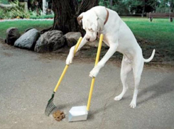 Таганрогских владельцев собак заставят убирать за своими питомцами с помощью штрафов