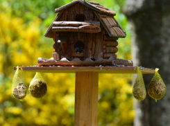 В Таганроге городские птицы стали для людей почти как питомцы