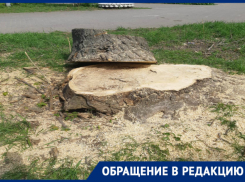 Под видом благоустройства в Таганроге уничтожается зеленый сквер