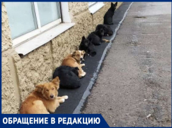 В центре Таганрога бездомные животные не дают людям покоя