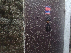 Комары вновь наступают на Таганрог 