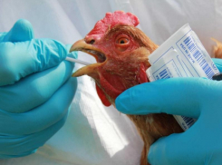 Рядом с Таганрогом обнаружен третий очаг гриппа птицы