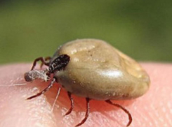 Клещи поджидают таганрожцев на кладбище