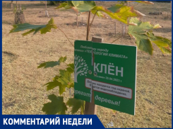 Выяснили историю и проблемы озеленения Таганрога