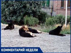 О 49-и пойманных собаках рассказала администрация города 