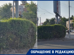 Пер. Гоголевский/ул. Фрунзе в Таганроге: «Светофор прячется за кустами»