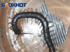 «Неприятные и опасные»: сколопендры досаждают таганрожцам
