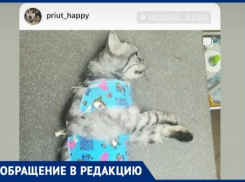 В Таганроге работает лже-приют