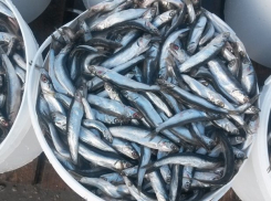 Из-за большого вылова хамсы из Азовского моря может произойти «медузная катастрофа» в том числе и в Таганрогском заливе
