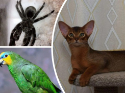 Топ-5 самых дорогих и необычных животных в Таганроге 