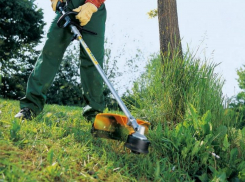 Власти Таганрога экономят на покосе травы — опять ожидать заросли амброзии?