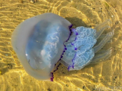 Морское нашествие: Таганрогский залив под «куполом» медуз