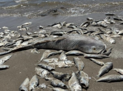 Эколог предположил, почему в Таганрогском заливе может гибнуть рыба