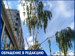 «Асфальтовый завод пожирает мой лес» — в Таганроге киоск губит березу