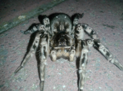 Завезенные из Египта ядовитые тарантулы спокойно разгуливают по набережной Таганрога