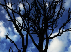 Деревья упали на проезжую часть в нескольких районах Таганрога