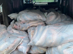 До 5 лет тюрьмы грозит браконьеру, которого поймали под Таганрогом с 1.5 тоннами пиленгаса