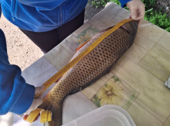 В Азово-Донском бассейне выращивают отборных деликатесных рыб - для разведения отобрали племенных особей  