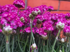 Тайный знак: как отличить по-настоящему хороший питомник 