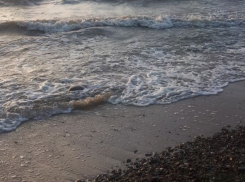 Специалисты объявили о начале заморного периода в Азовском море, в том числе и в Таганрогском заливе