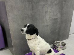 Здоровый питомец – счастливый хозяин: как достичь этой гармонии