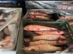 Таганрожец может лишиться свободы на 3 года из-за 7,5 тонн немаркированной рыбы