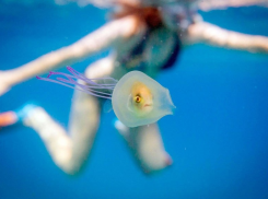 Азовское море кишит медузами, но у проблемы обнаружилась крайне полезная «побочка» - ждём экзотического улова