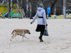 Бродячая собака искусала таганроженку у мусорных баков