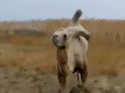 Верблюда из ростовского зоопарка до полусмерти замучали на Кубани